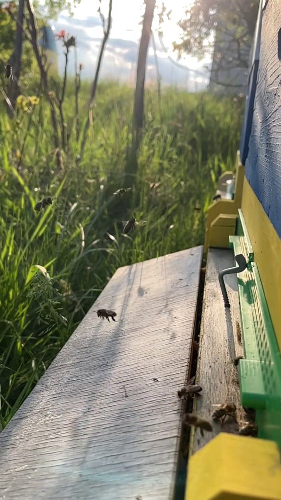 Bienenflug