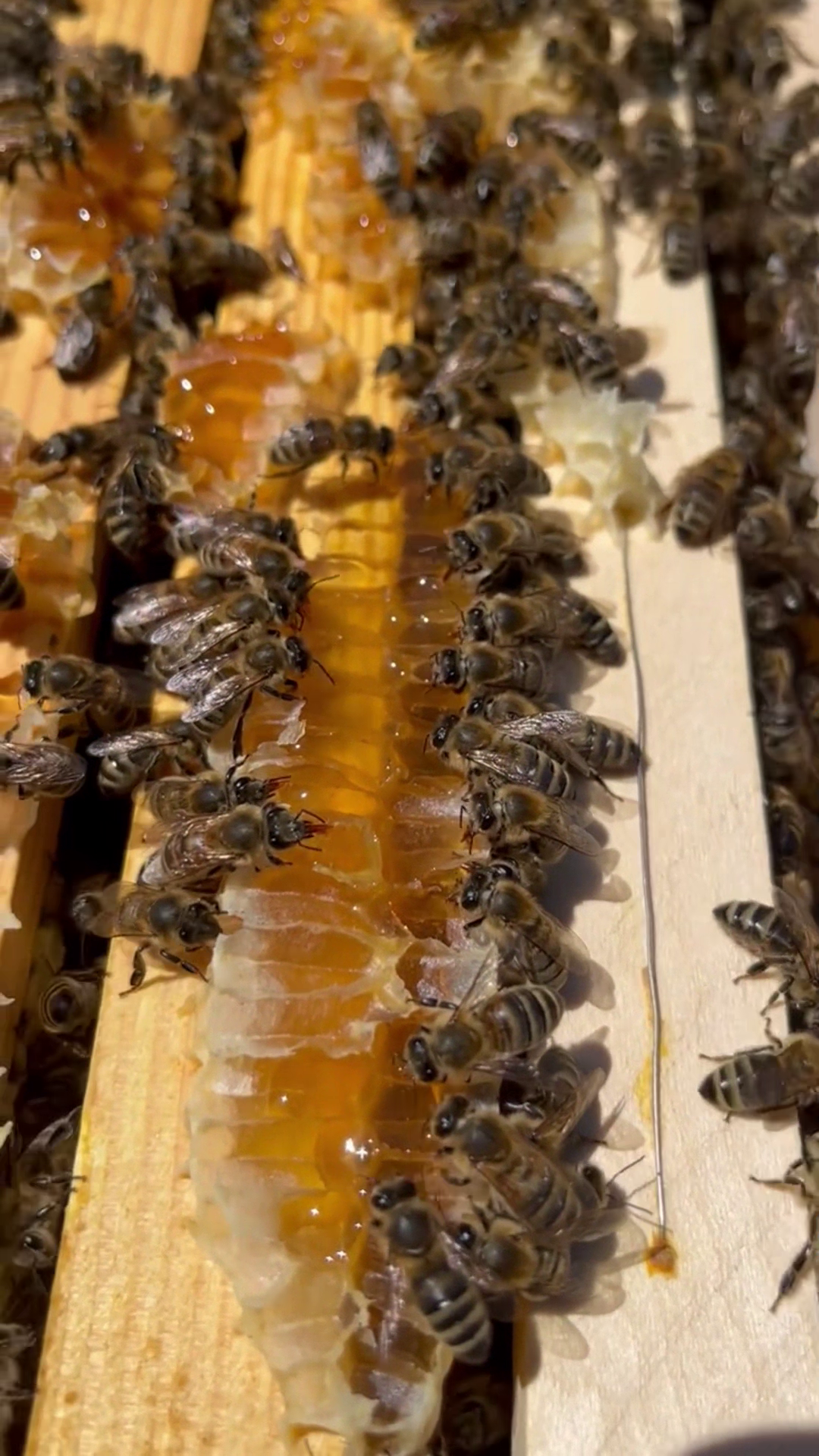 Bienenfutter