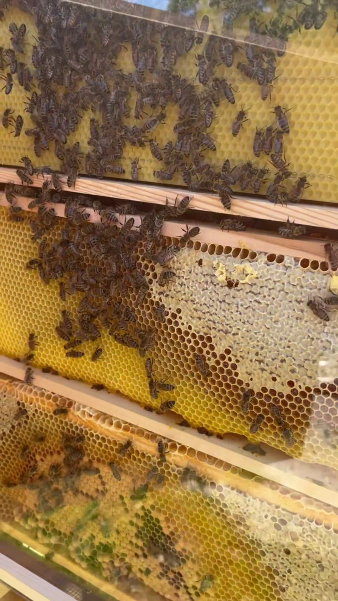 Bienenvolk
