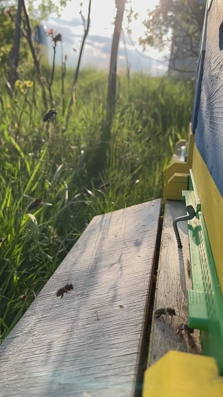 Bienenflug Video

