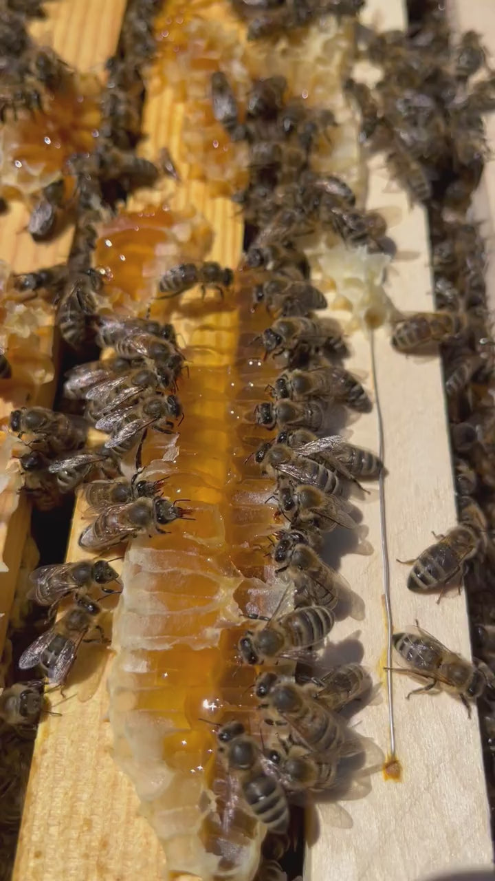 Bienenfutter Video